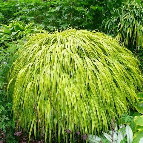 Hakonechloa macra 'Aureola' ~ Hierba dorada del bosque japonés, Hierba Hakone