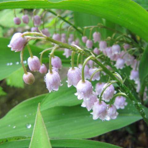 Convallaria majalis 'Rosea' ~ Pink Lily of the Valley