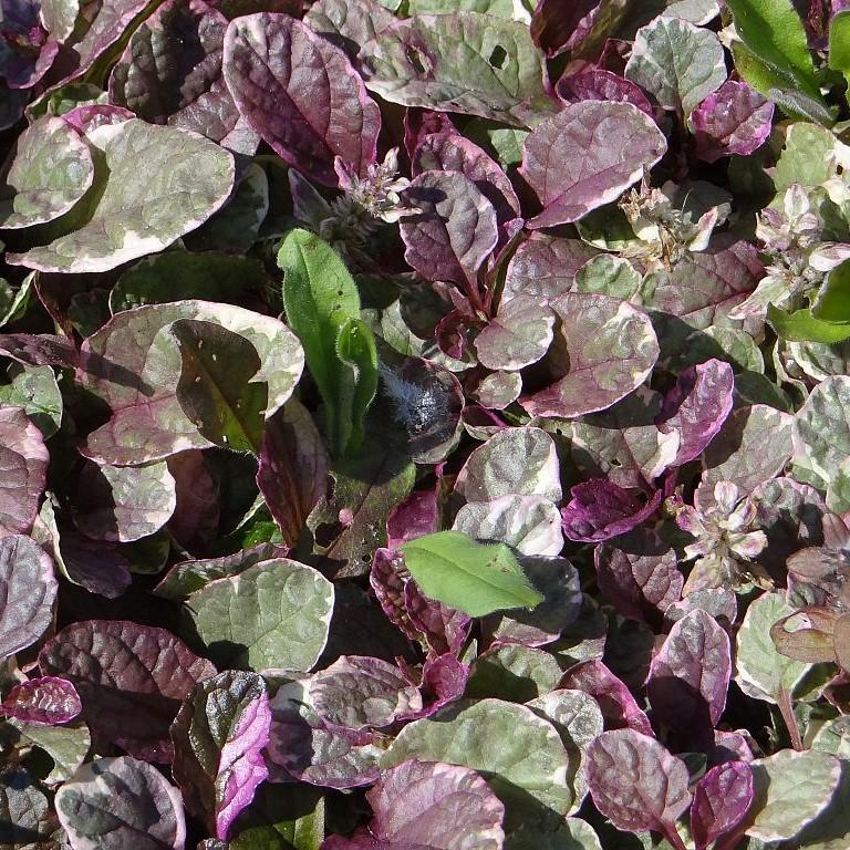 Ajuga reptans 'Burgundy Glow' ~ Burgundy Glow Bugleweed