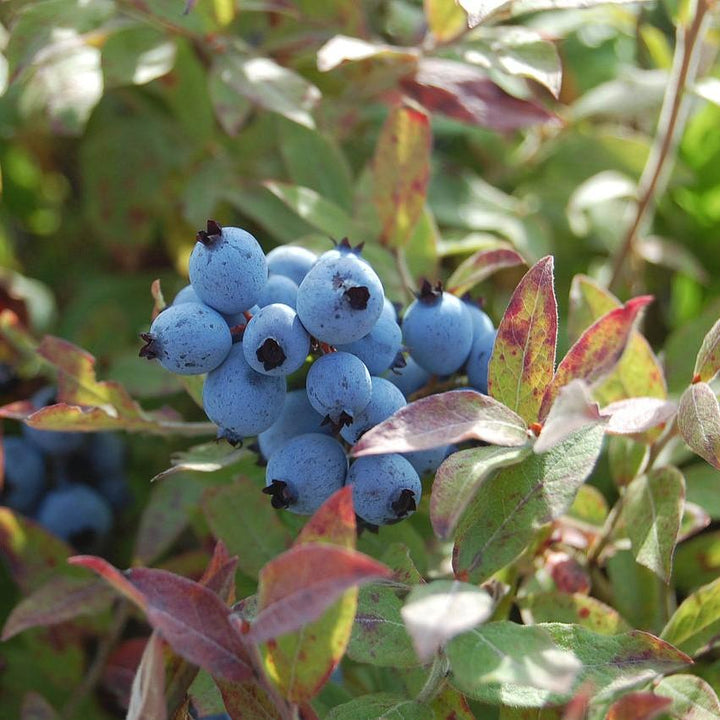 Vaccinium corymbosum 'ZF06-079' ~ Pink Icing® Blueberry