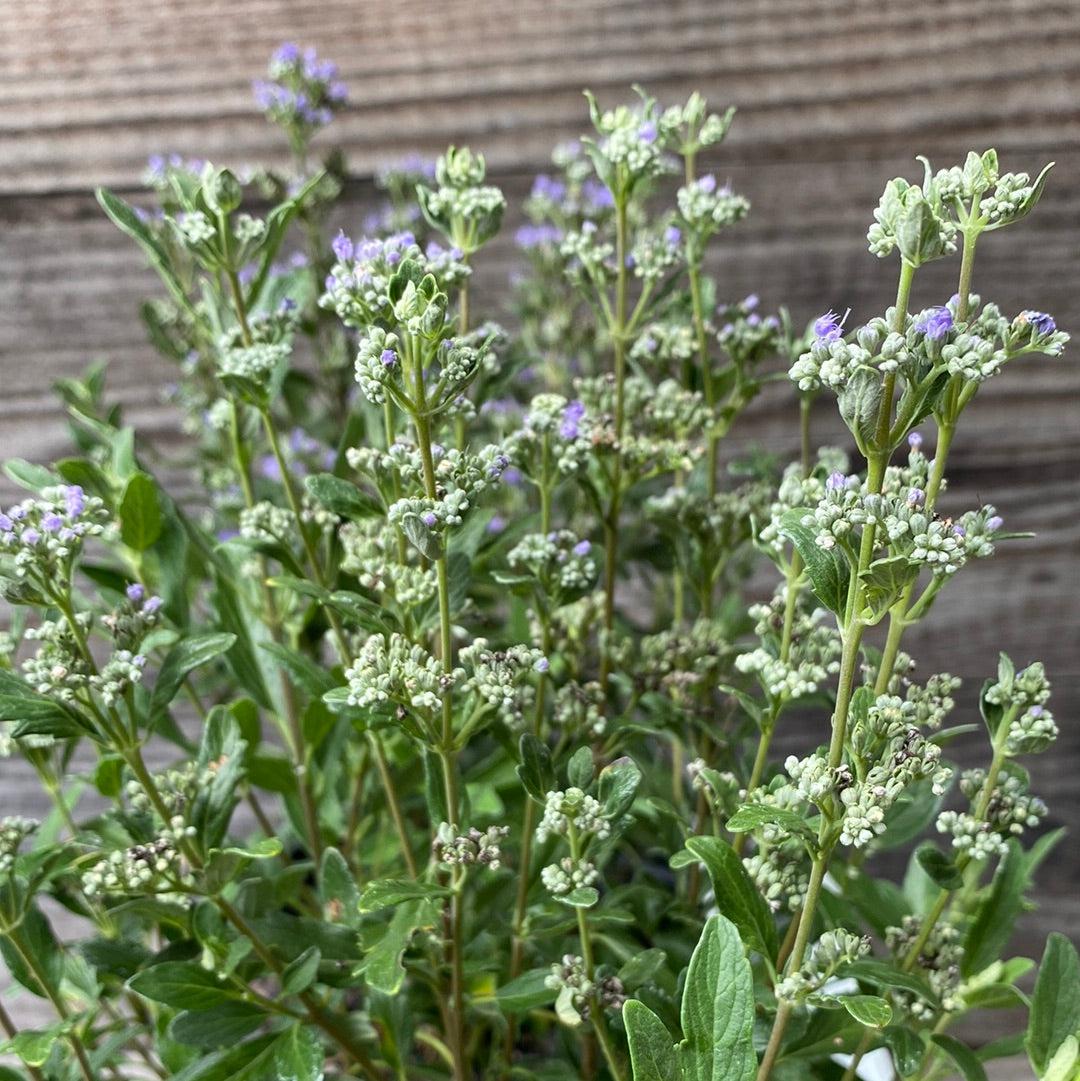 Caryopteris x clandonensis 'CT-9-12' ~ Más allá de la medianoche® Barba Azul