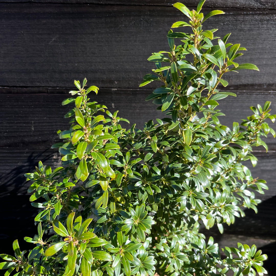 Ilex glabra 'SMNIGAB17' ~ Gem Box® Inkberry Holly