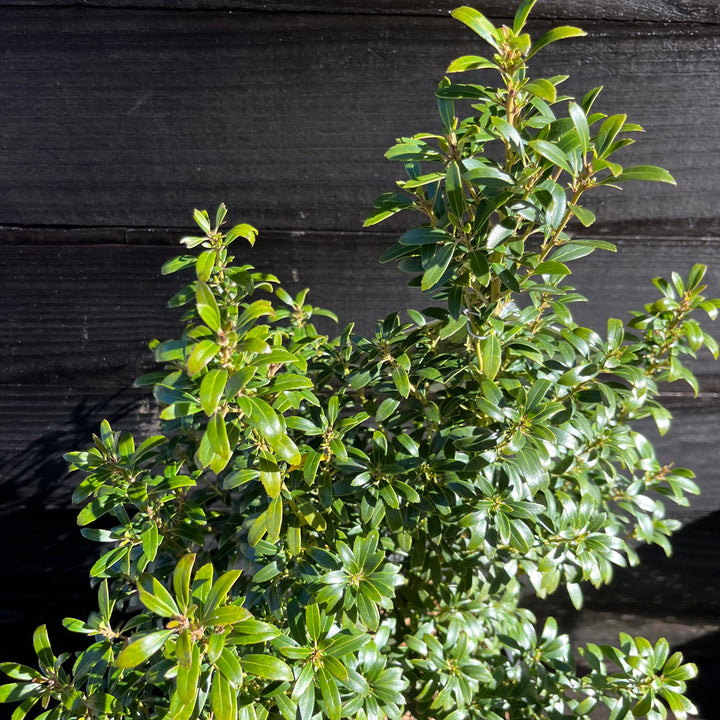 Ilex glabra 'SMNIGAB17' ~ Gem Box® Inkberry Holly