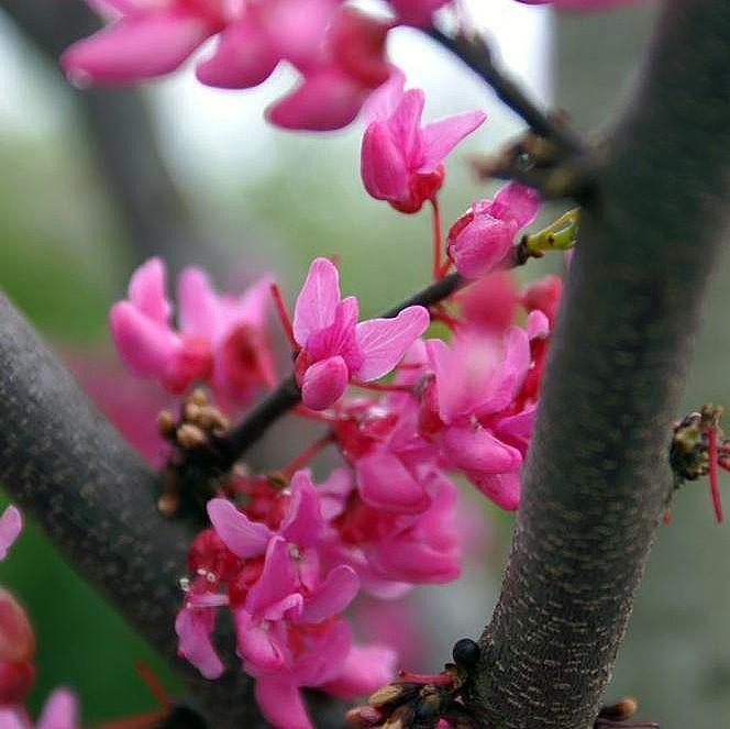 Cercis canadensis 'Appalachian Red' ~ Appalachian Red Redbud