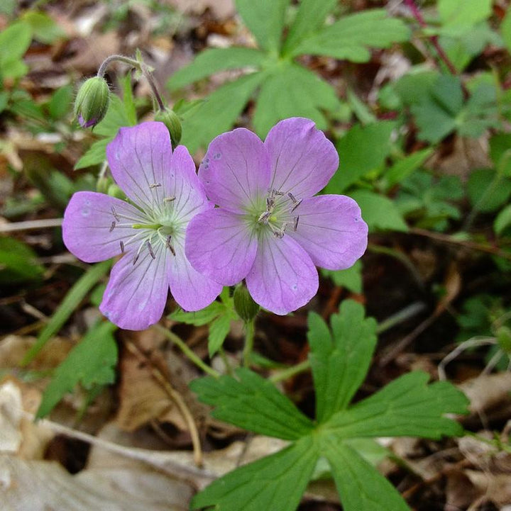 Geranium maculatum ~ Wild Cranesbill