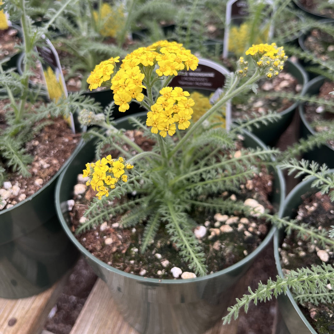 Achillea x 'ACBZ0002' ~ Little Moonshine Yarrow