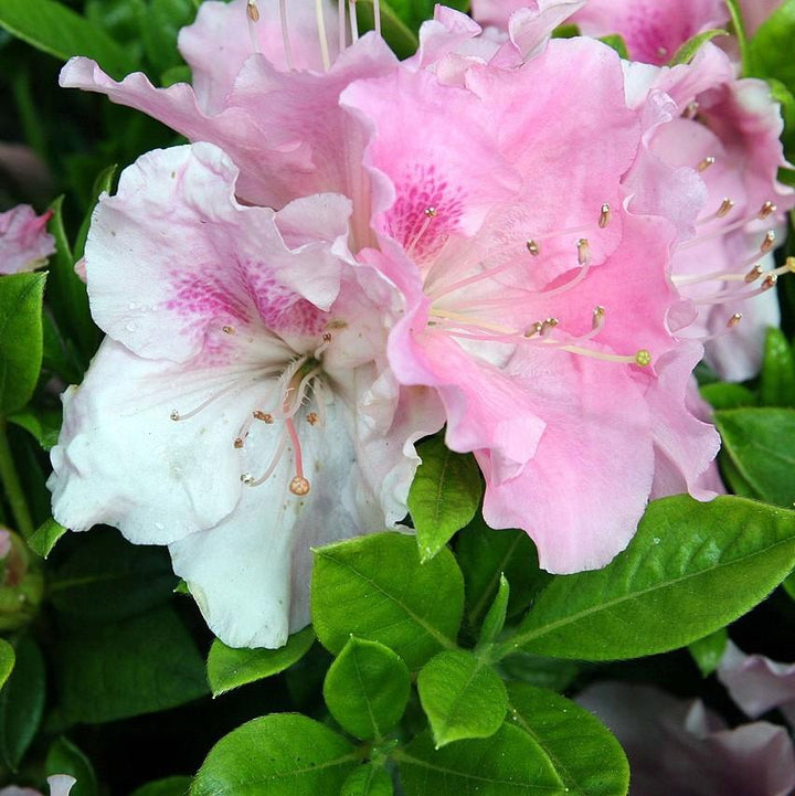 Rododendro 'Robleja' ~ Encore® Autumn Sweetheart™ Azalea