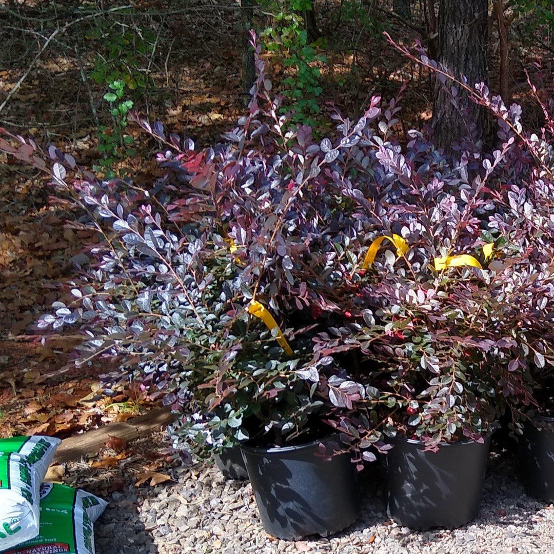 Loropetalum chinense 'Ruby' ~ Flor con flecos de rubí