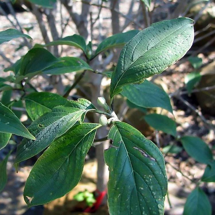 Cornus florida 'Princesa Cherokee' ~ Princesa Cherokee Dogwood 