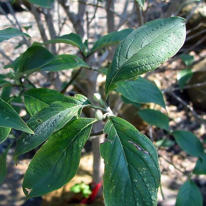 Cornus florida 'Cherokee Princess' ~ Cherokee Princess Dogwood