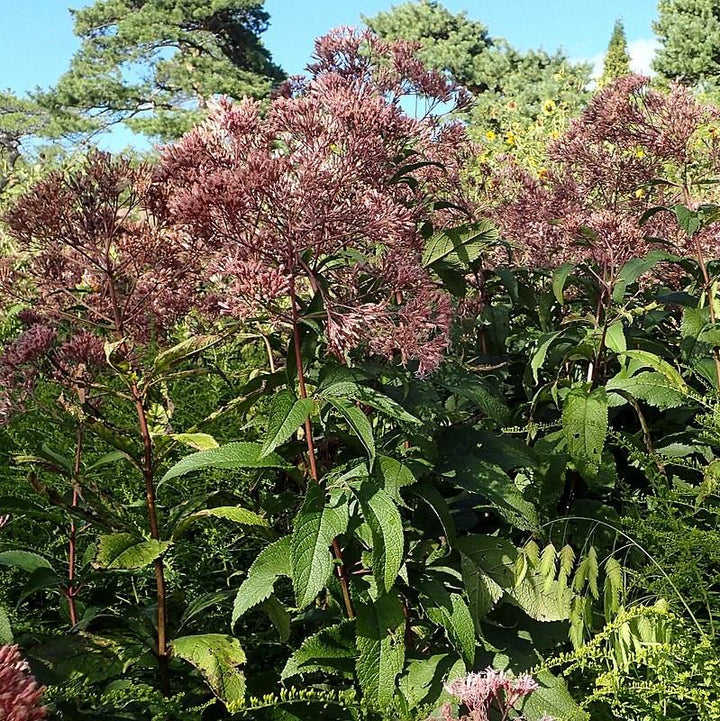 Eutrochium maculatum 'Gateway'  ~ Gateway Joe Pye Weed