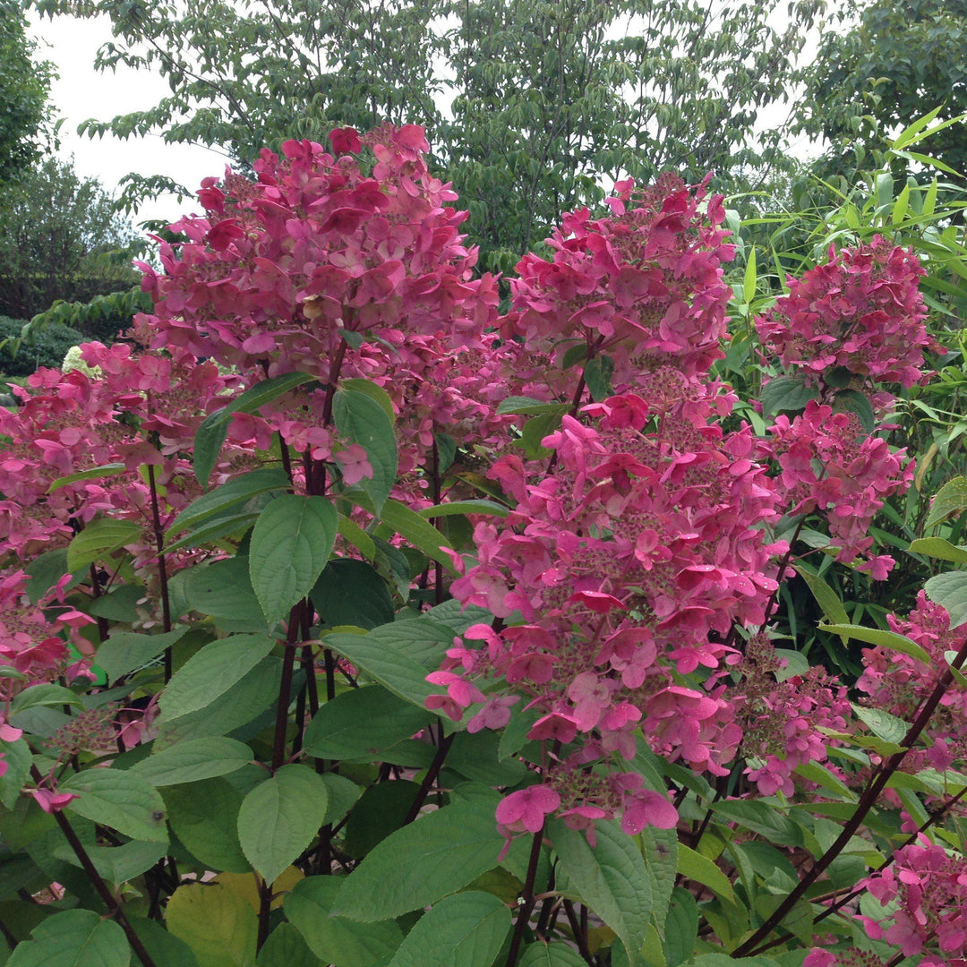 Hydrangea paniculata 'SMHPFL' PP25,135 ~ Fire Light® Hardy Hydrangea