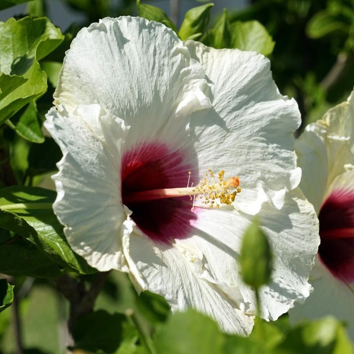 Hibiscus moscheutos 'Luna White' ~ Luna™ White Hibiscus