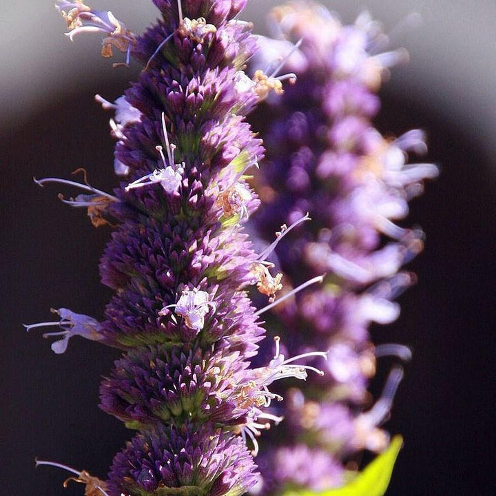 Agastache x 'Black Adder' ~ Black Adder Giant Hyssop