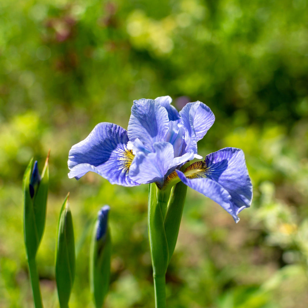Iris sibirica 'Cape Cod Boys' ~ Cape Cod Boys Siberian Iris