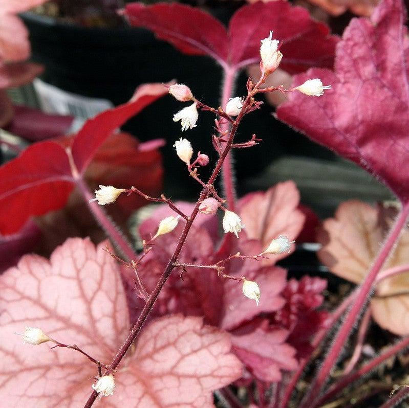 Heuchera villosa 'Georgia Peach' ~ Georgia Peach Coral Bells