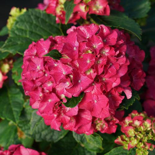 Hortensia macrophylla 'Stragrum' ~ Hortensia Wee Bit Grumpy®