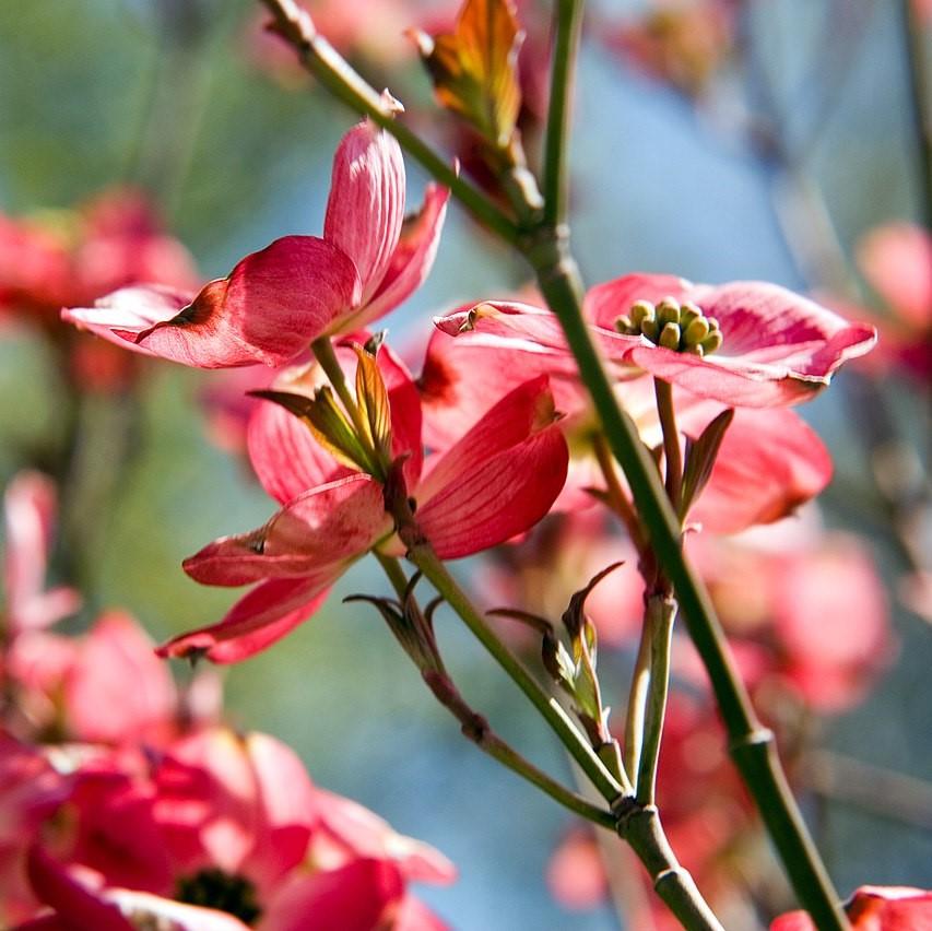 Cornus florida 'Comco No. 1' ~ Cherokee Brave Dogwood