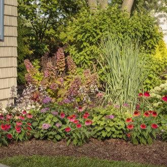 Hydrangea quercifolia 'JoAnn' USPP 27,879 ~ Gatsby Pink® Oakleaf Hydrangea