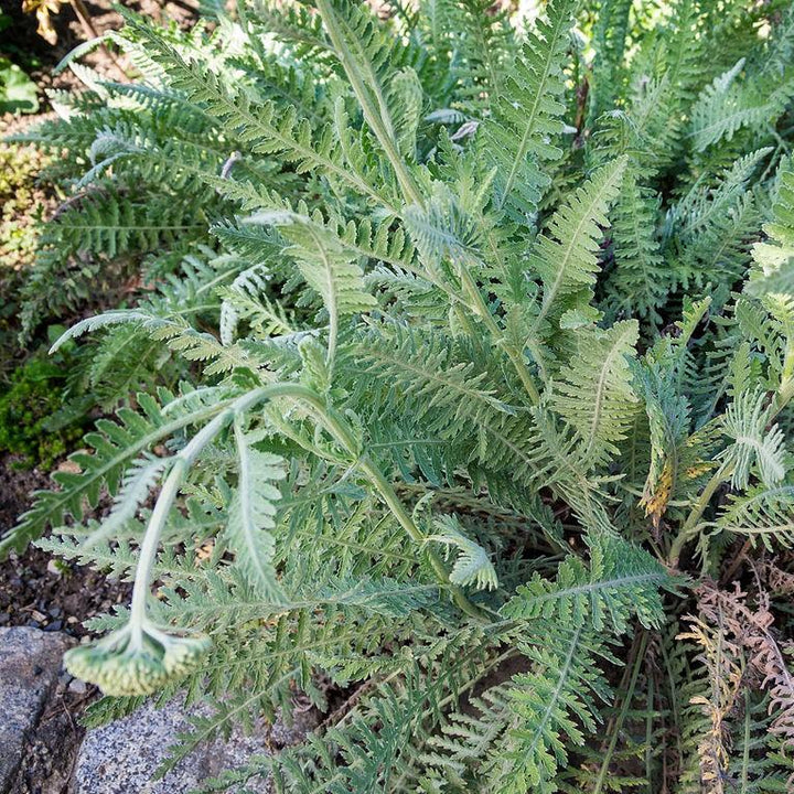 Achillea x 'Coronation Gold' ~ Coronation Gold Yarrow