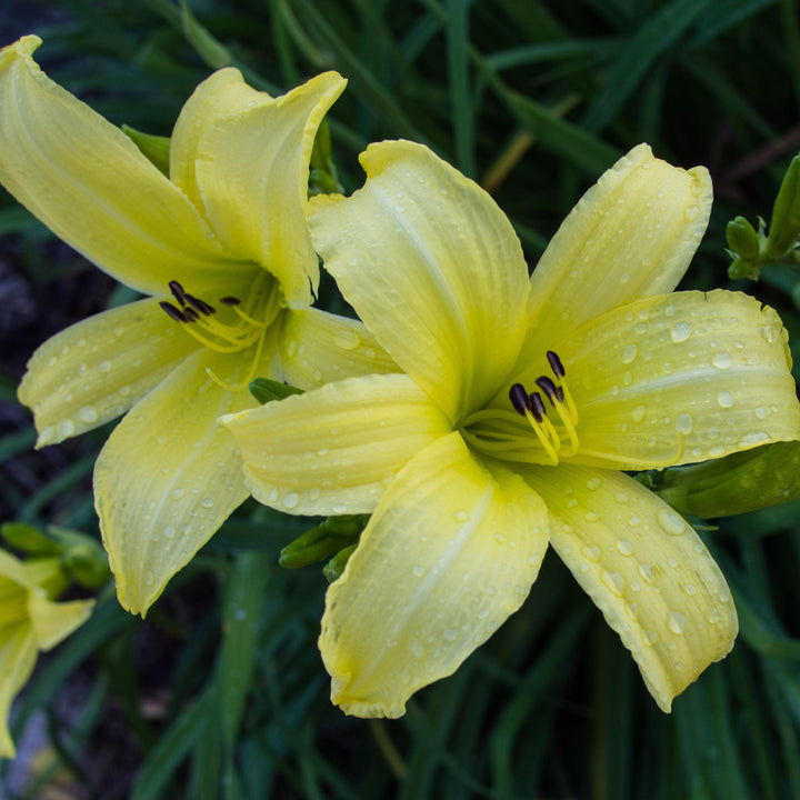 Hemerocallis 'Hyperion' ~ Hyperion Daylily