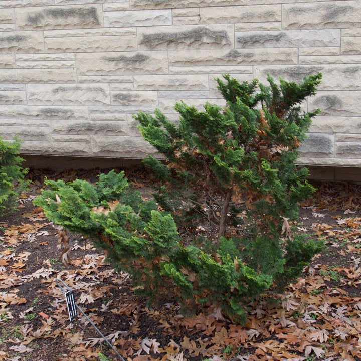 Chamaecyparis obtusa 'Gracilis' ~ Slender Hinoki False Cypress