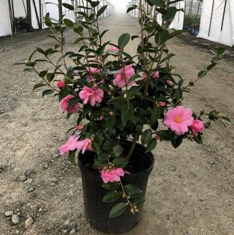 Camellia 'Winter's Joy' ~ Winter's Joy Camellia