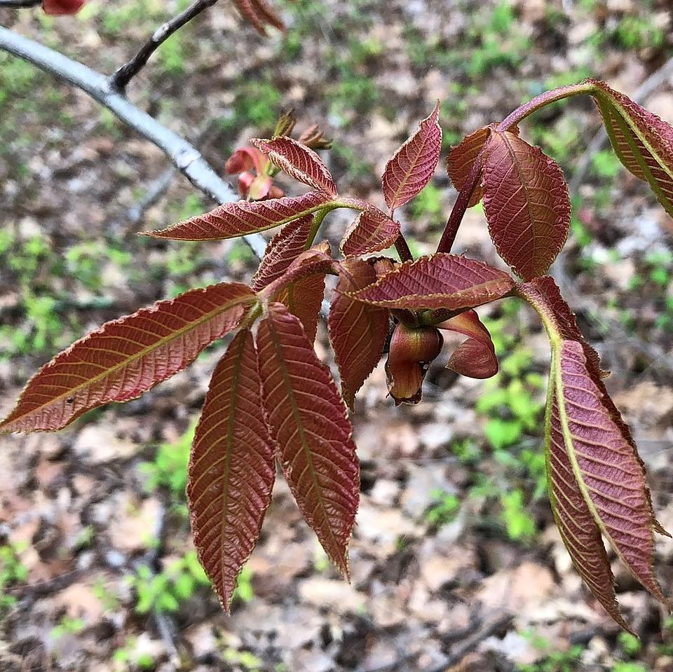 Carya tomentosa ~ Mockernut Hickory