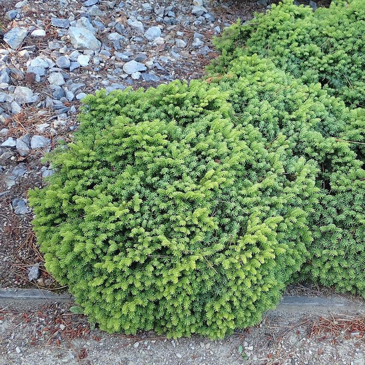 Picea abies 'Little Gem' ~ Little Gem Norway Spruce