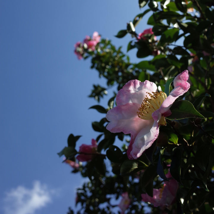Camelia sasanqua 'Yoi Machi' ~ Yoi Machi Camelia