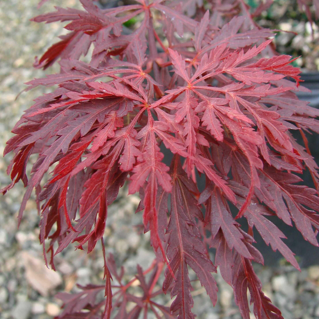 Acer palmatum var. dissectum 'Red Dragon' ~ Red Dragon Japanese Maple