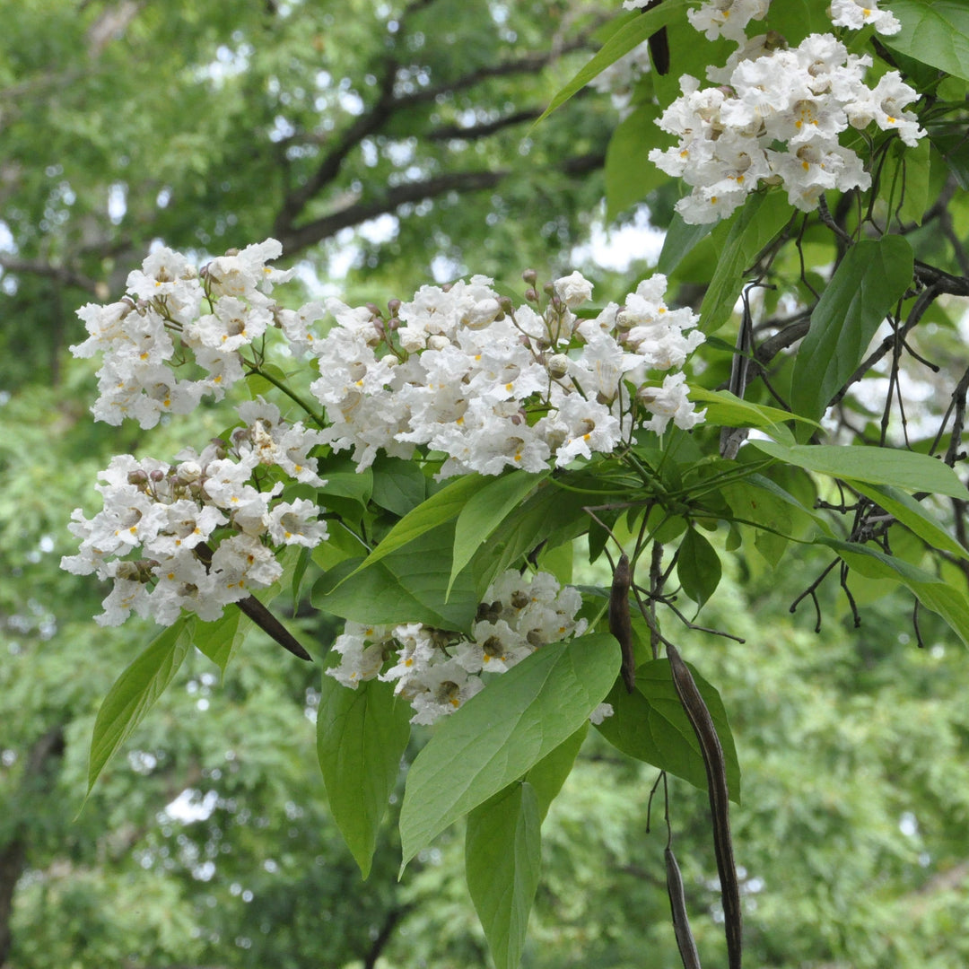 Catalpa speciosa ~ Northern Catalpa