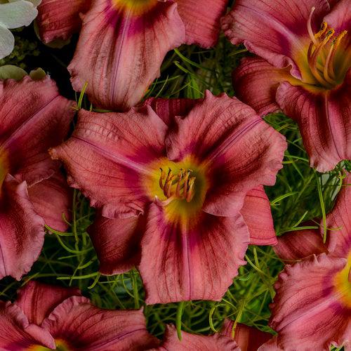 Hemerocallis 'Rosy Returns' ~ Rosy Returns Daylily