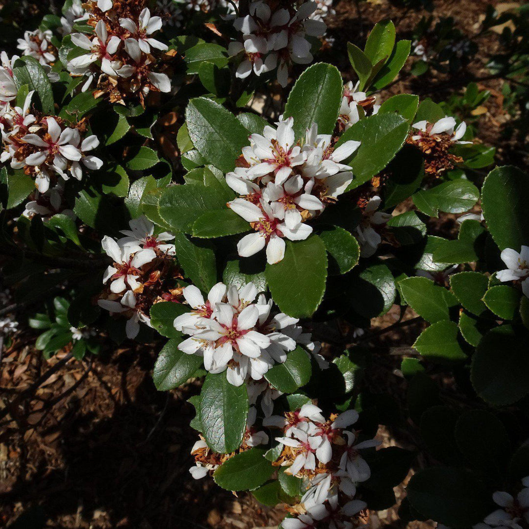 Rhaphiolepis umbellata 'Menor' ~ Espino enano Yeddo