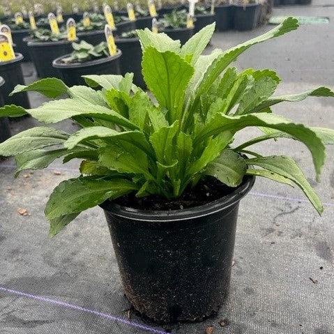 Leucanthemum x superbum 'Becky' ~ Becky Shasta Daisy