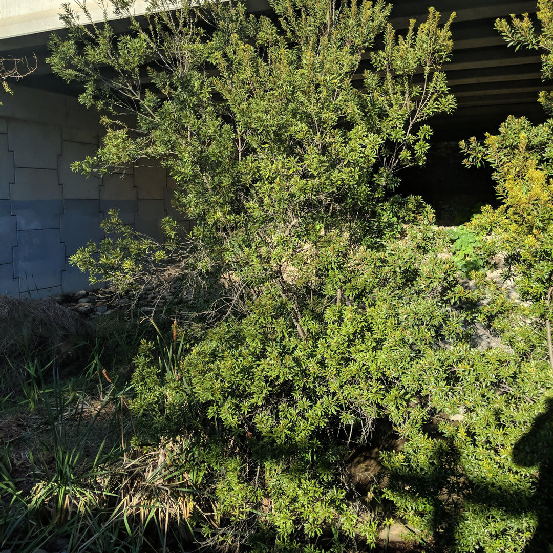 Myrica cerifera ~ Southern Wax Myrtle