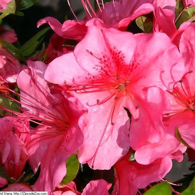 Rododendro 'Renee Michelle' ~ Renee Michelle Azalea