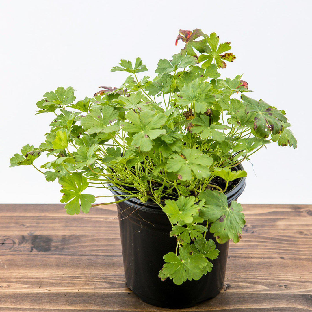 Geranium x cantabrigiense 'Karmina' ~ Karmina Cranesbill, Hardy Geranium