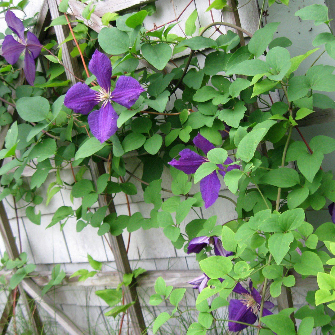 Clematis 'Jackmanii' ~ Jackmanii Clematis, Jackman's Clematis