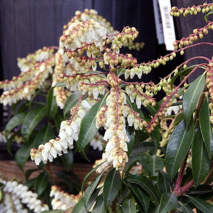 Pieris japonica 'Scarlet O'Hara' ~ Scarlet O'Hara Andrómeda