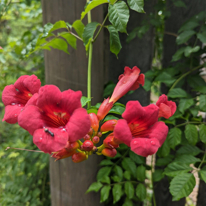 Campsis radicans 'Flamenco' ~ Flamenco Trumpet Creeper