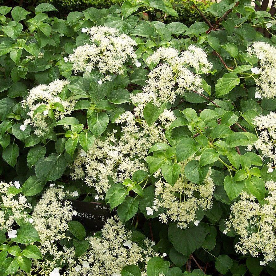 Hydrangea anomala subsp. petiolaris ~ Climbing Hydrangea