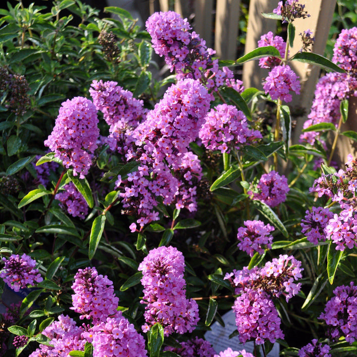 Buddleia davidii ‘Podaras 13’ ~ Flutterby Petite® Tutti Fruitti Butterfly Bush