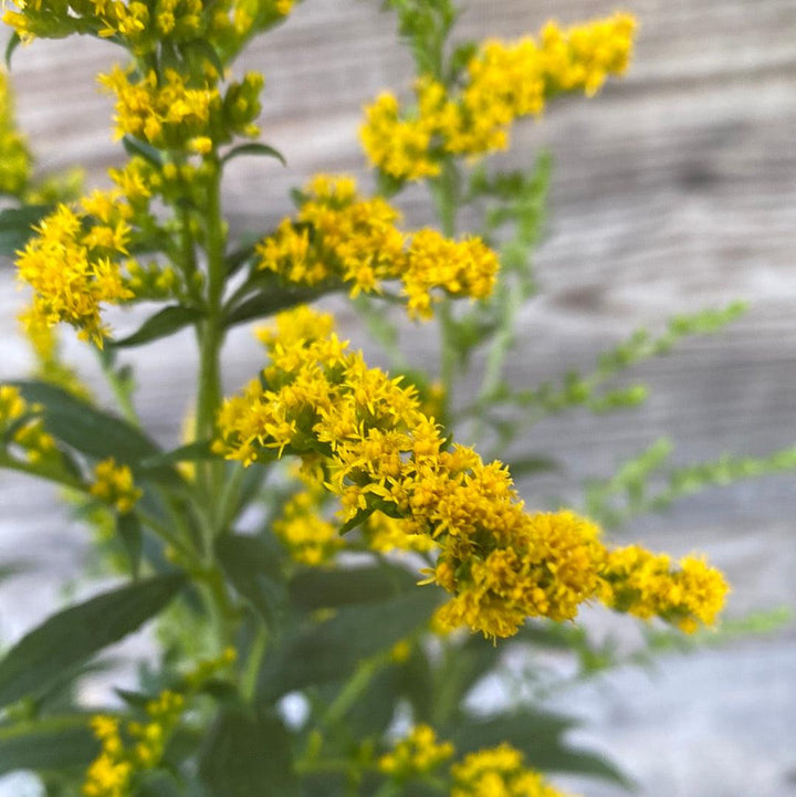 Solidago rugosa 'Fireworks' ~ Fireworks Goldenrod