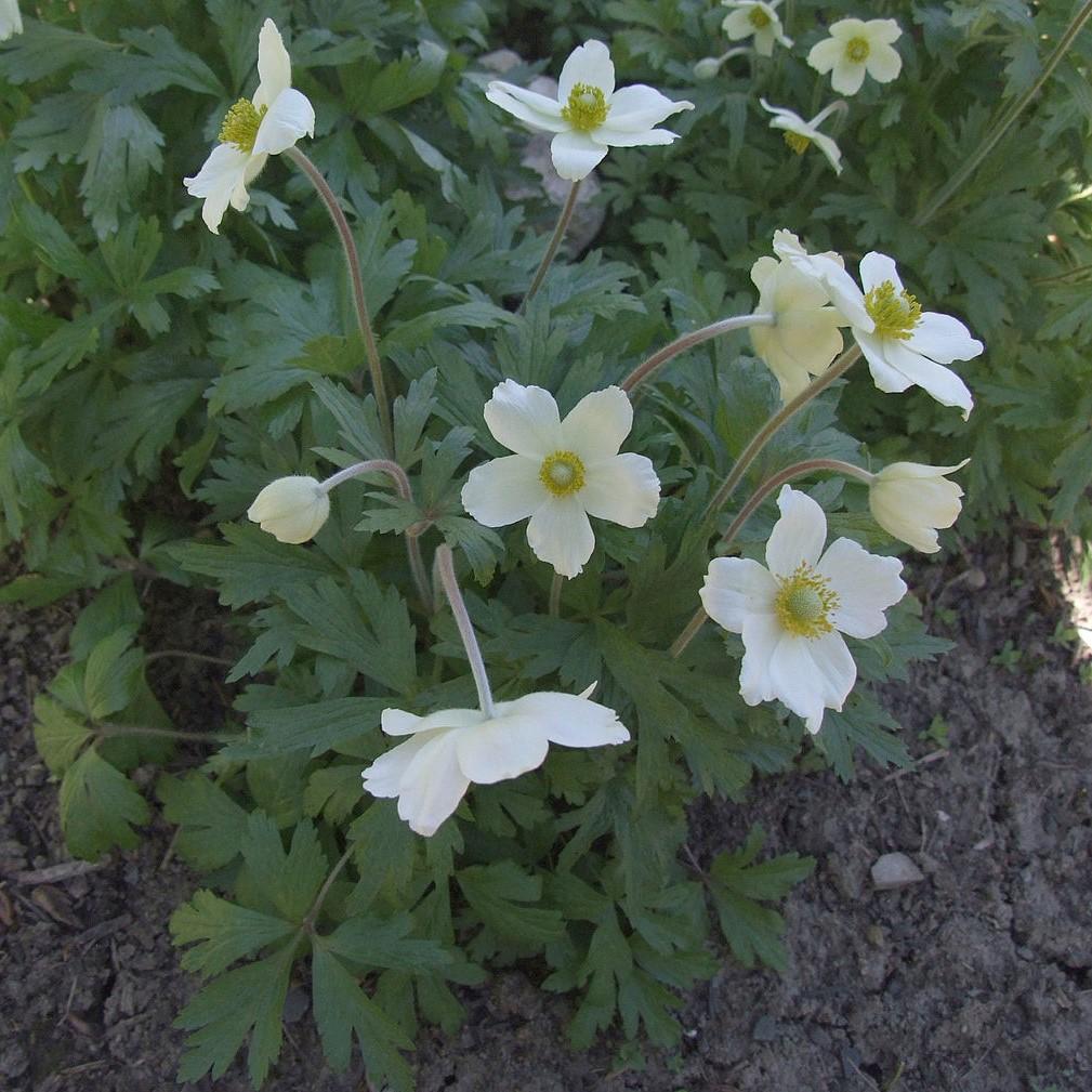 Anemone sylvestris ~ Snowdrop Anemone