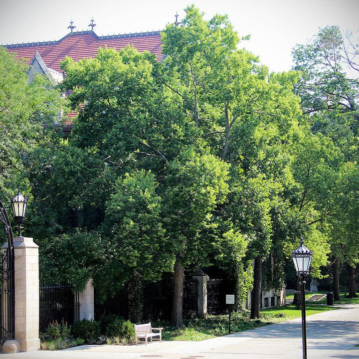 Celtis occidentalis ~ Hackberry