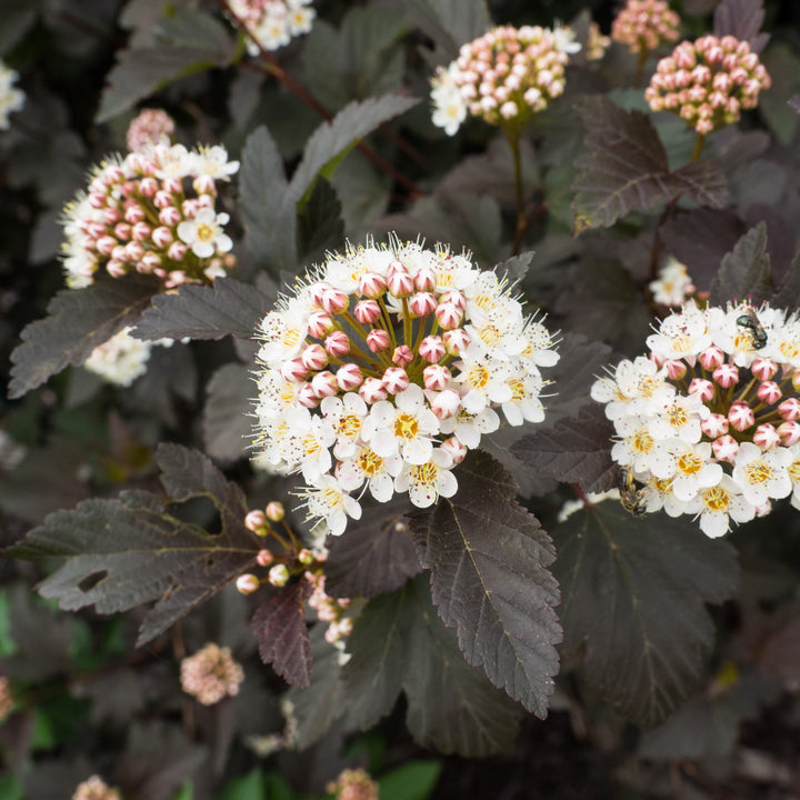 Physocarpus opulifolius 'Monlo' ~ Diablo® Ninebark