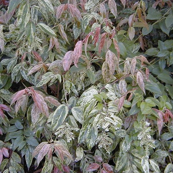 Leucothoe fontanesiana 'Rainbow' ~ Rainbow Drooping Leucothoe