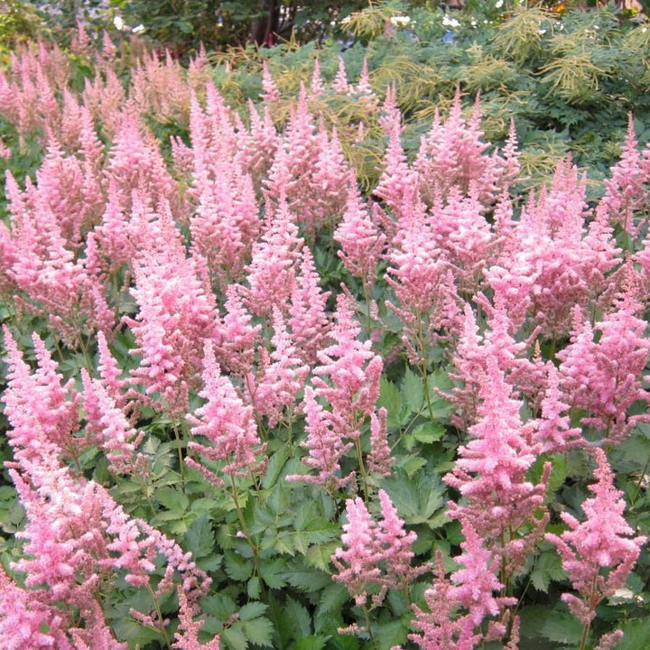 Astilbe chinensis 'Vision in Pink' ~ Vision in Pink Chinese Astilbe