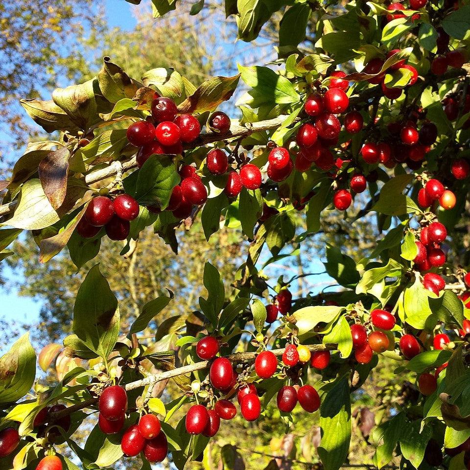 Cornus mas ~ Cornelian Cherry Dogwood